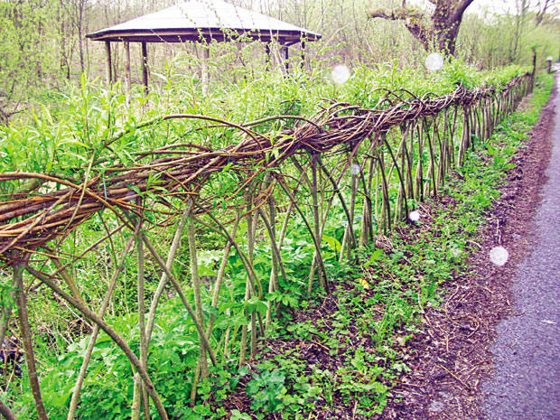 Необична ограда од врбовог прућа 
